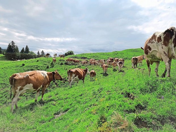 Stier Florian (ganz hinten auf dem Bild) wartete geduldig auf seine Herde. Sogar die Sonne liess sich an diesem Morgen kurz blicken.