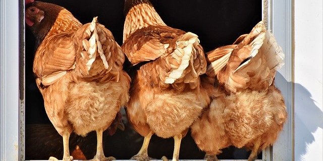 Im Biobereich besteht noch Potenzial, hier werden erneut 11 Prozent mehr Hennen eingestallt. (Bild Pixabay)