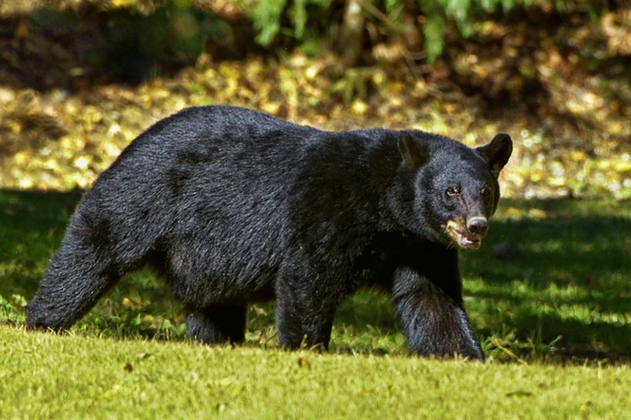 Ein ausgewachsener Schwarzbär wiegt gut 120 kg, der Jäger hatte Glück. (Bild Pixabay)