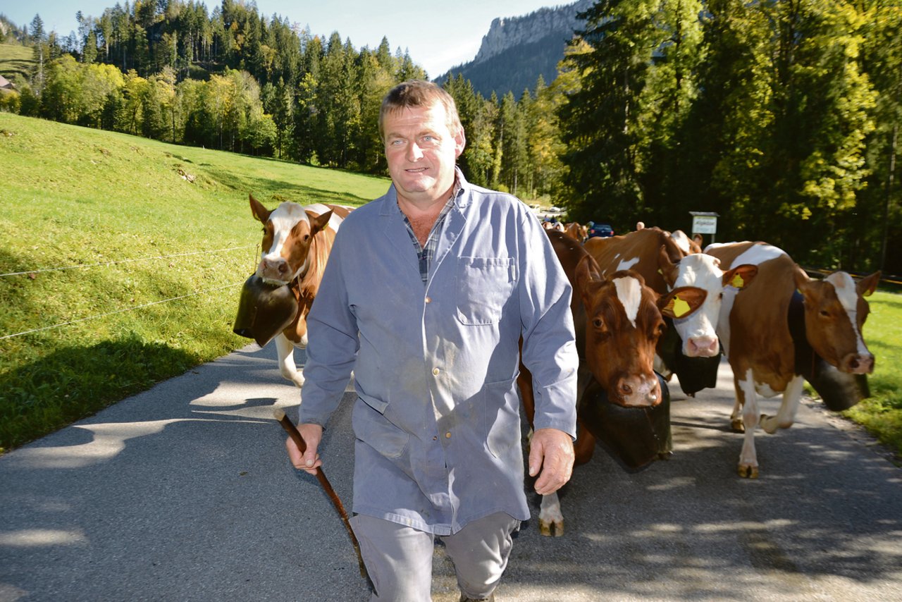 Mein Chef, der Fritz Bürki von der Schwandweid in Schangnau, marschiert stolz mit uns Kuhdamen von der Schau nach Hause.