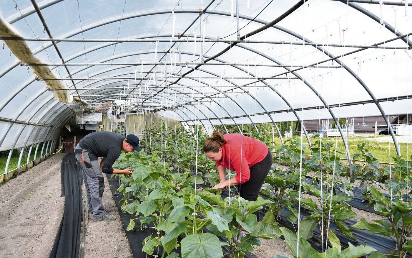 Ausländische Arbeitskräfte sind auf vielen Landwirtschaftsbetrieben unerlässlich. Damit die Zusammenarbeit klappt, braucht es von beiden Seiten die Bereitschaft, dazuzulernen. 