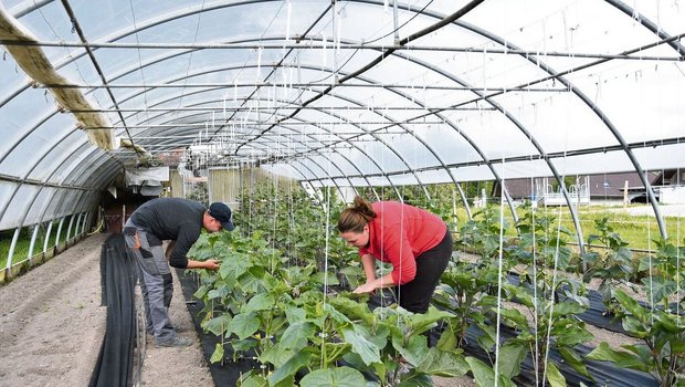 Ausländische Arbeits Ausländische Arbeitskräfte sind auf vielen Landwirtschaftsbetrieben unerlässlich. Damit die Zusammenarbeit klappt, braucht es von beiden Seiten die Bereitschaft, dazuzulernen.
