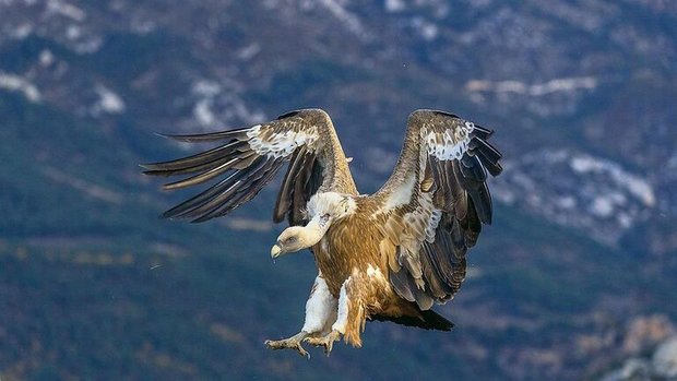 Gänsegeier sind best Gänsegeier sind bestens an das Ausnehmen von Kadavern angepasst: Der Kopf und der Hals sind nur leicht befiedert. Eine Halskrause schützt den restlichen Körper vor Verschmutzung.