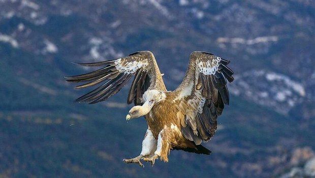 Gänsegeier sind best Gänsegeier sind bestens an das Ausnehmen von Kadavern angepasst: Der Kopf und der Hals sind nur leicht befiedert. Eine Halskrause schützt den restlichen Körper vor Verschmutzung.