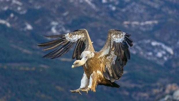 Gänsegeier sind bestens an das Ausnehmen von Kadavern angepasst: Der Kopf und der Hals sind nur leicht befiedert. Eine Halskrause schützt den restlichen Körper vor Verschmutzung.