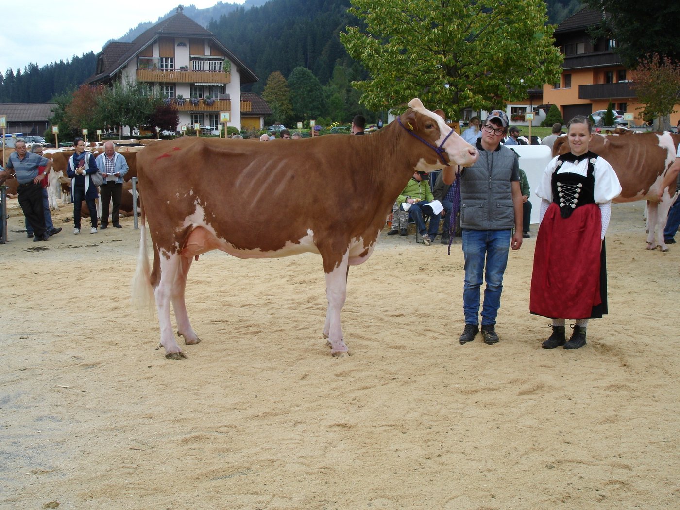 Miss Red Holstein: Destry Bella von Anton Felder, Marbach.