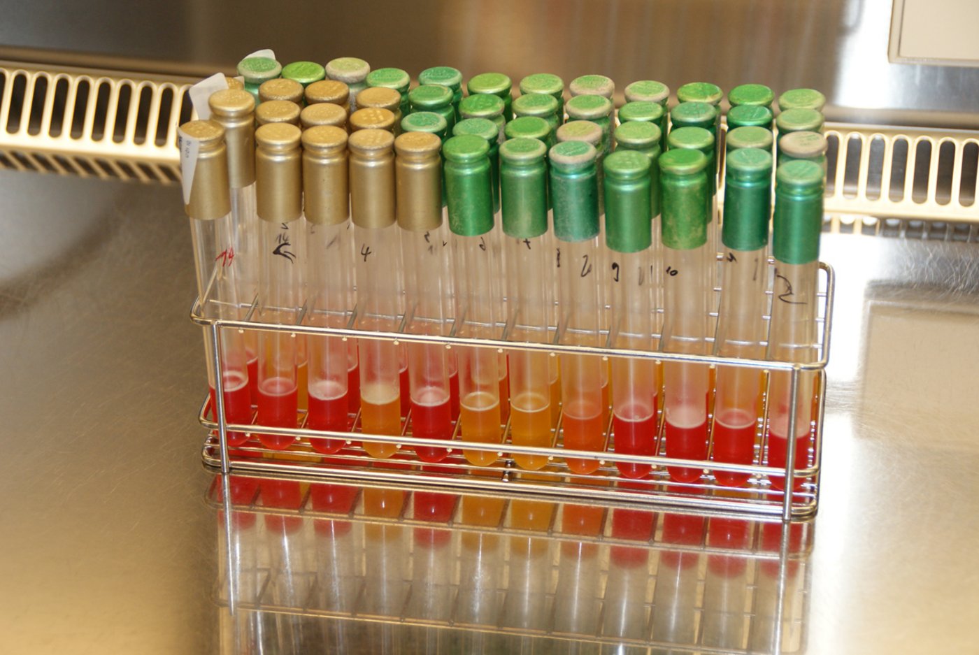 Angereicherte Milchproben. (Bild Michael Götz)