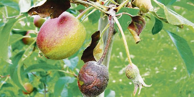Das Feuerbrandbakterium kann sich seuchenartig schnell auf Kernobstgewächsen ausbreiten. (Bild BauZ)