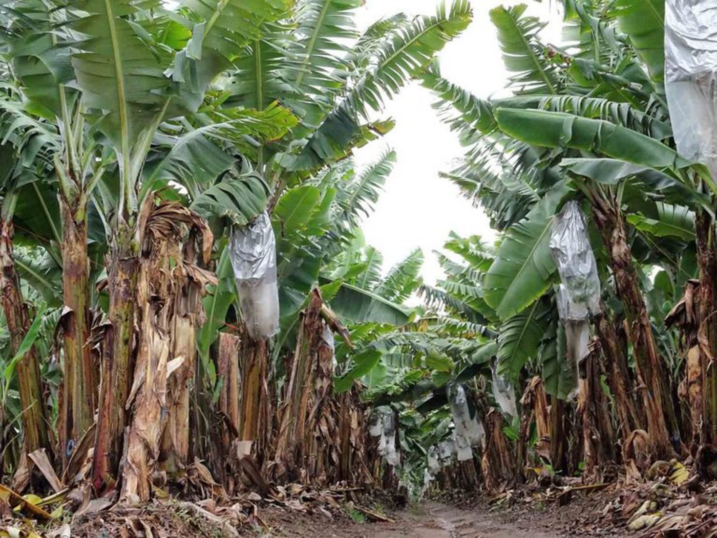 Panama-Krankheit - eine der grössten Bedrohungen der Bananenkultur. (mr)