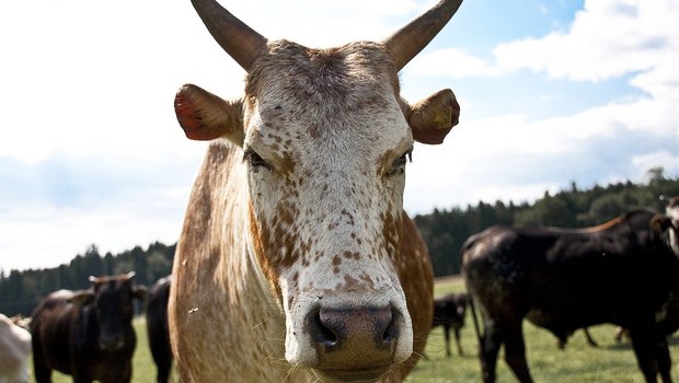 Zebus stecken die Hitze lockerer weg als andere Kühe. (Bilder Jonas Ingold/lid)