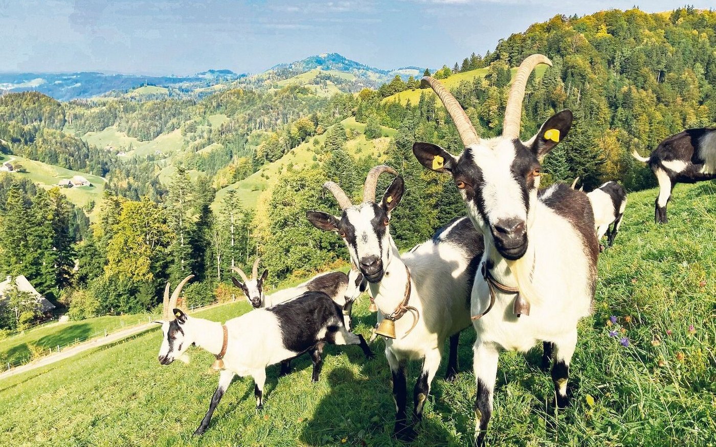 Die neugierigen Pfauenziegen vom Betrieb. Mit ihnen werden die steilsten Flächen des Betriebs bewirtschaftet.