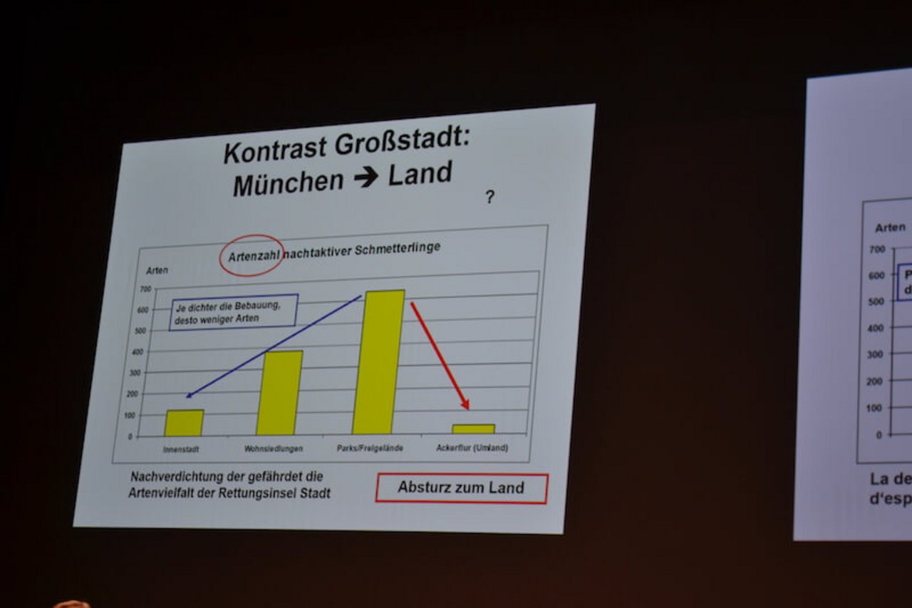 Mittlerweile gibt es mehr Insekten in Städten als im Kulturland, erklärte der Insektenforscher Josef Reichholf. (Bild jsc)