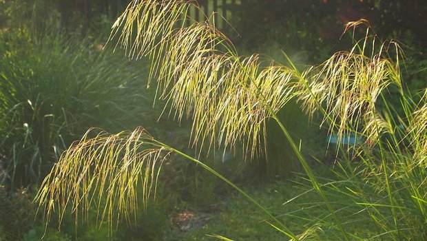 Gräser sind Lichtfänger. Auf dem Bild Stipa gigantea. (Bilder Ruth Bossardt)