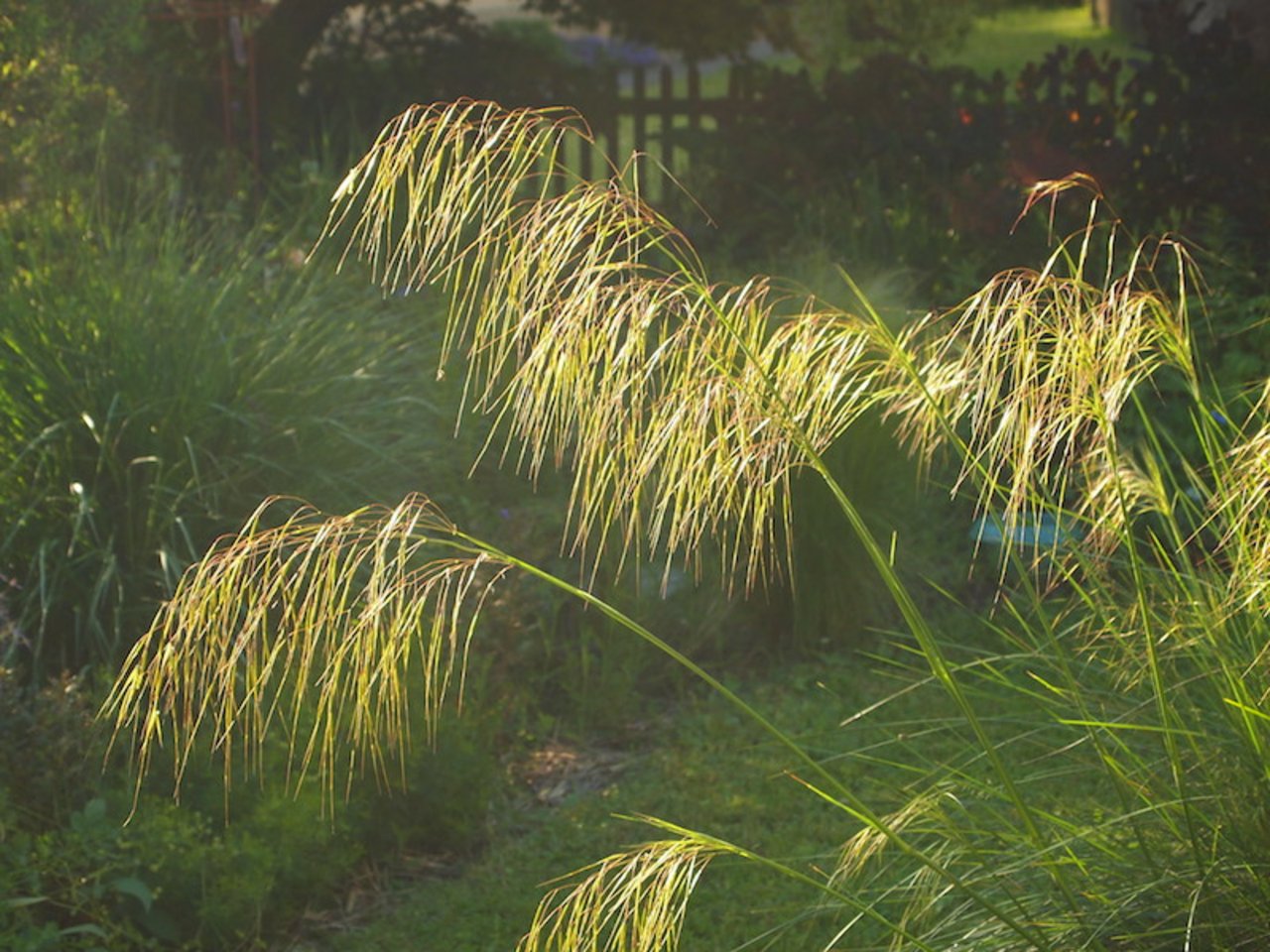 Gräser sind Lichtfänger. Auf dem Bild Stipa gigantea. (Bilder Ruth Bossardt)