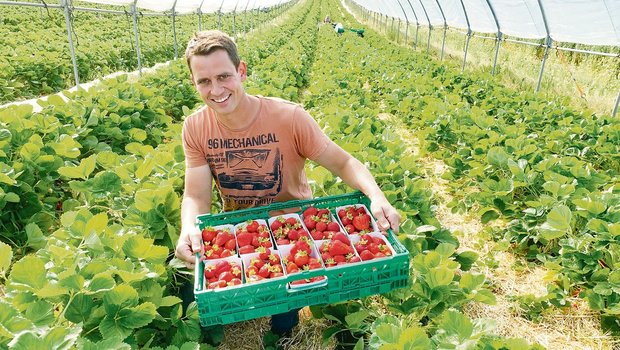 Konrad Jund aus Römerswil beim Ernten der Erdbeeren in den Folientunnels. Alle Früchte werden direkt vermarktet. (Bild Josef Scherer)
