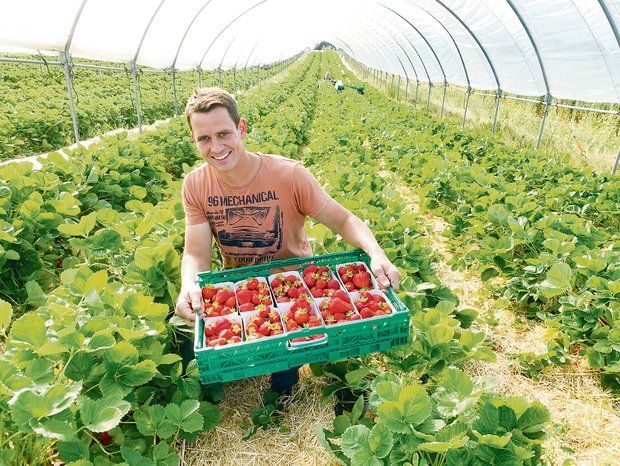 Konrad Jund aus Römerswil beim Ernten der Erdbeeren in den Folientunnels. Alle Früchte werden direkt vermarktet. (Bild Josef Scherer)