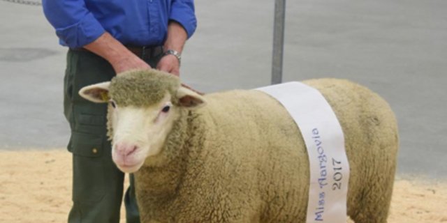 "Miss Argovia" wurde dieses weisse Alpenschaf von Arthur Häusermann, Egliswil. Alle Bilder in der untenstehenden Bilderstrecke. (Bild Andreas Walker)