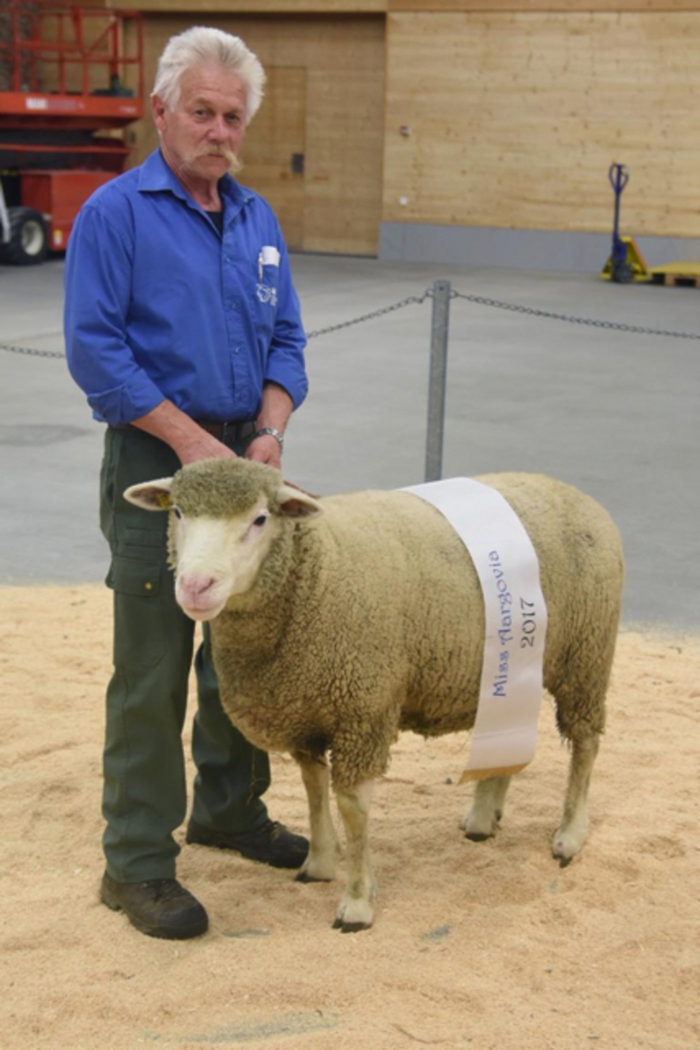 "Miss Argovia" wurde dieses weisse Alpenschaf von Arthur Häusermann, Egliswil. Alle Bilder in der untenstehenden Bilderstrecke. (Bild Andreas Walker)