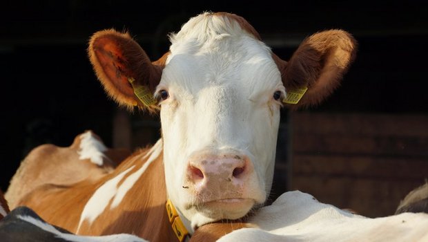 Eine akute Infektion mit BVD verläuft meist ohne oder nur mit milden Symptomen, kann aber bei trächtigen Rindern zu verschiedenen Komplikationen führen. (Bild BauZ)