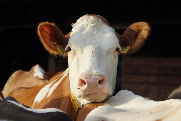 Eine akute Infektion mit BVD verläuft meist ohne oder nur mit milden Symptomen, kann aber bei trächtigen Rindern zu verschiedenen Komplikationen führen. (Bild BauZ)