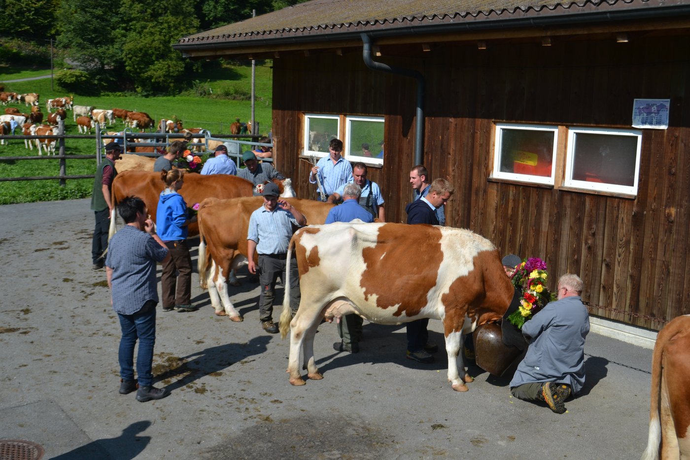 In Wilderswil BE werden die Kühe geschmückt.