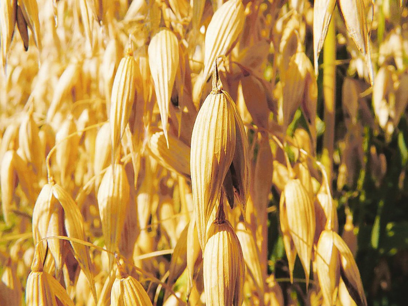 Die Anbaufläche von 370 Hektaren kann für Speisehafer weiter ausgedehnt werden. (Bild Pixabay)