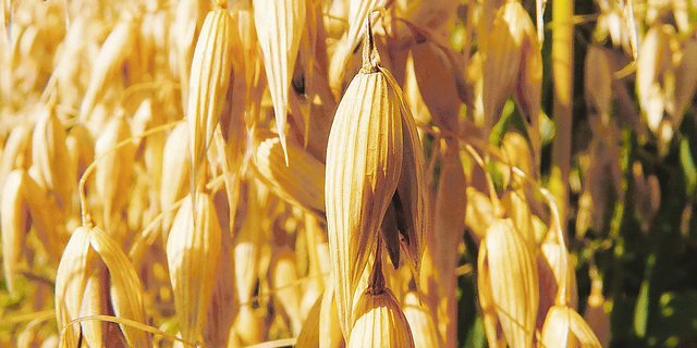 Die Anbaufläche von 370 Hektaren kann für Speisehafer weiter ausgedehnt werden. (Bild Pixabay)