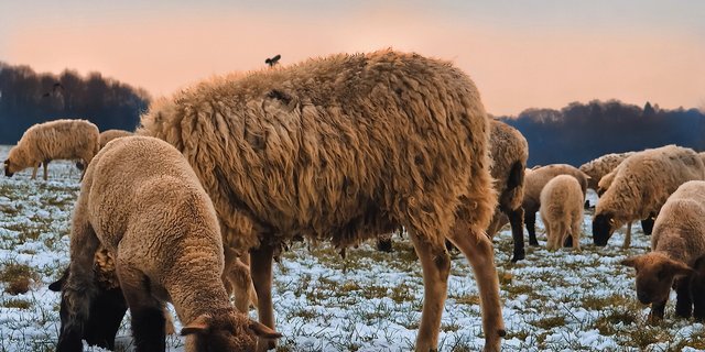 Zwei Schafe wurden durch Bisse an den Beinen verletzt. (Symbolbild Pixabay)
