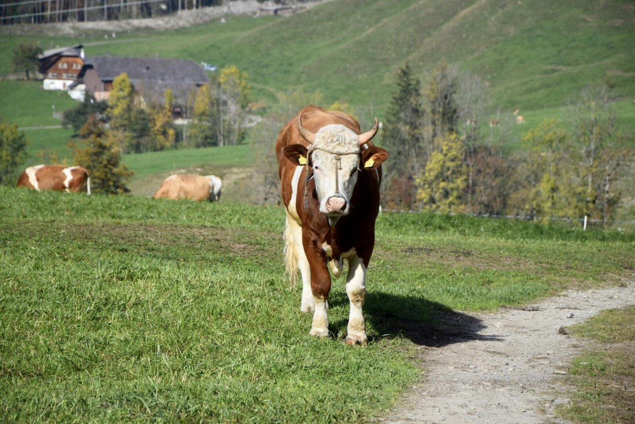 Ein Nasenring wird zwar empfohlen, macht aber nur Sinn, wenn das Tier auch daran geführt werden kann. (Bild ke/bauz)