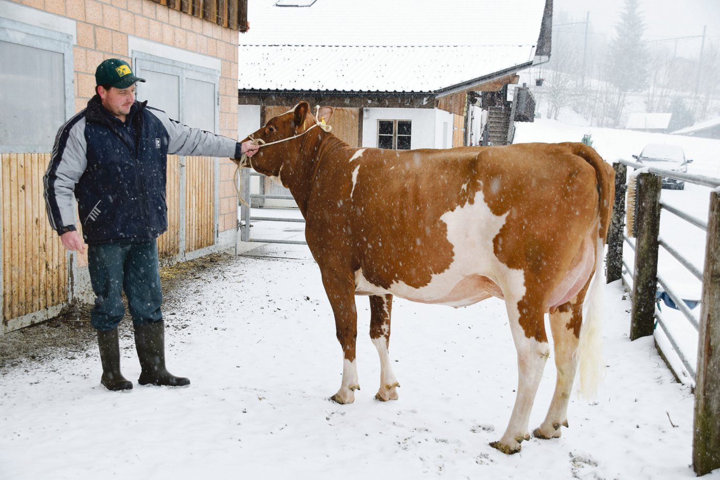 Eine Augenweide: Die Erstlingskuh Umberto Bajana wurde kürzlich mit VG 86 beschrieben.