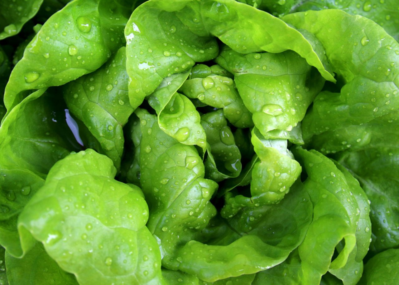 Der Kopfsalat ist die kultivierte Form des wild wachsenden Lattichs. (Bild pixabay)