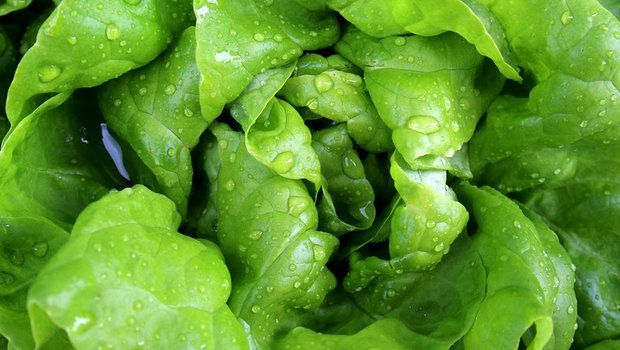 Der Kopfsalat ist die kultivierte Form des wild wachsenden Lattichs. (Bild pixabay)