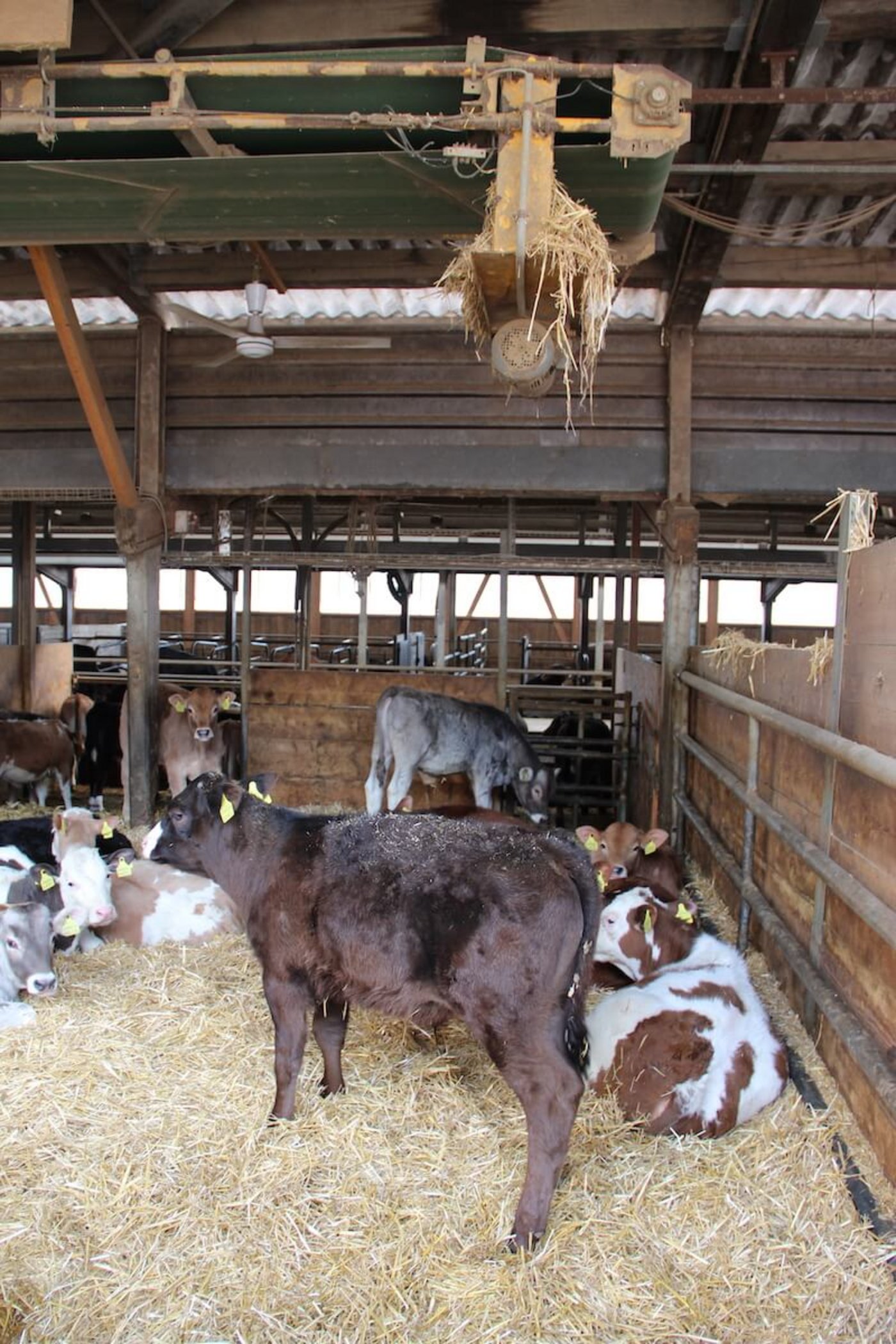 Auch zu den Kälbern kommt das Stroh mit einem Förderband. 