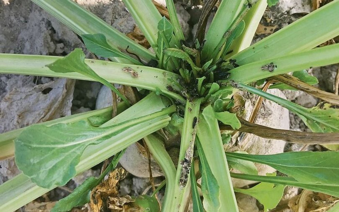 Die Raupen der Rübenmotte überwintern in den vorjährigen Rübenköpfen.