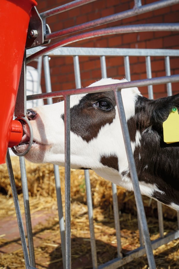 Kälber brauchen in den ersten Lebenswochen viel Milch, die sie langsam trinken sollen. Kolostrum verursacht eine immunologische Programmierung. Bild: Adobe Stock
