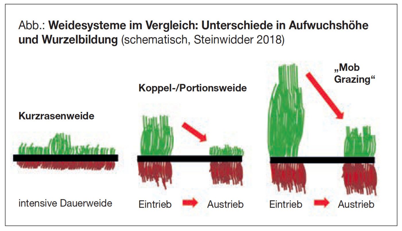 Ein hoher Aufwuchs ist typisch für Mob Grazing. (Bild Steinwidder, Winter et. al / Boku Wien)