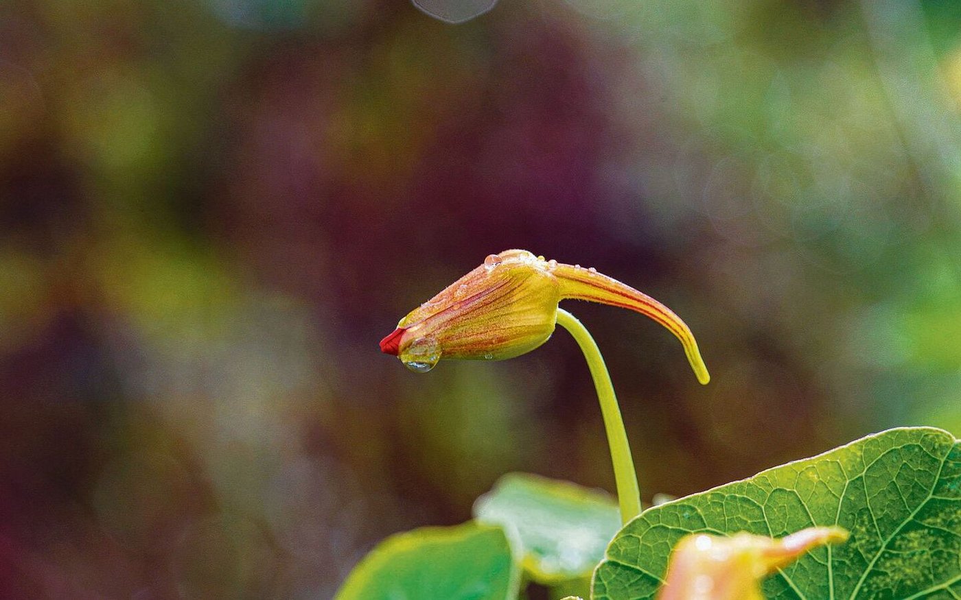Deutlich zu sehen: der Sporn an der Blüte. 