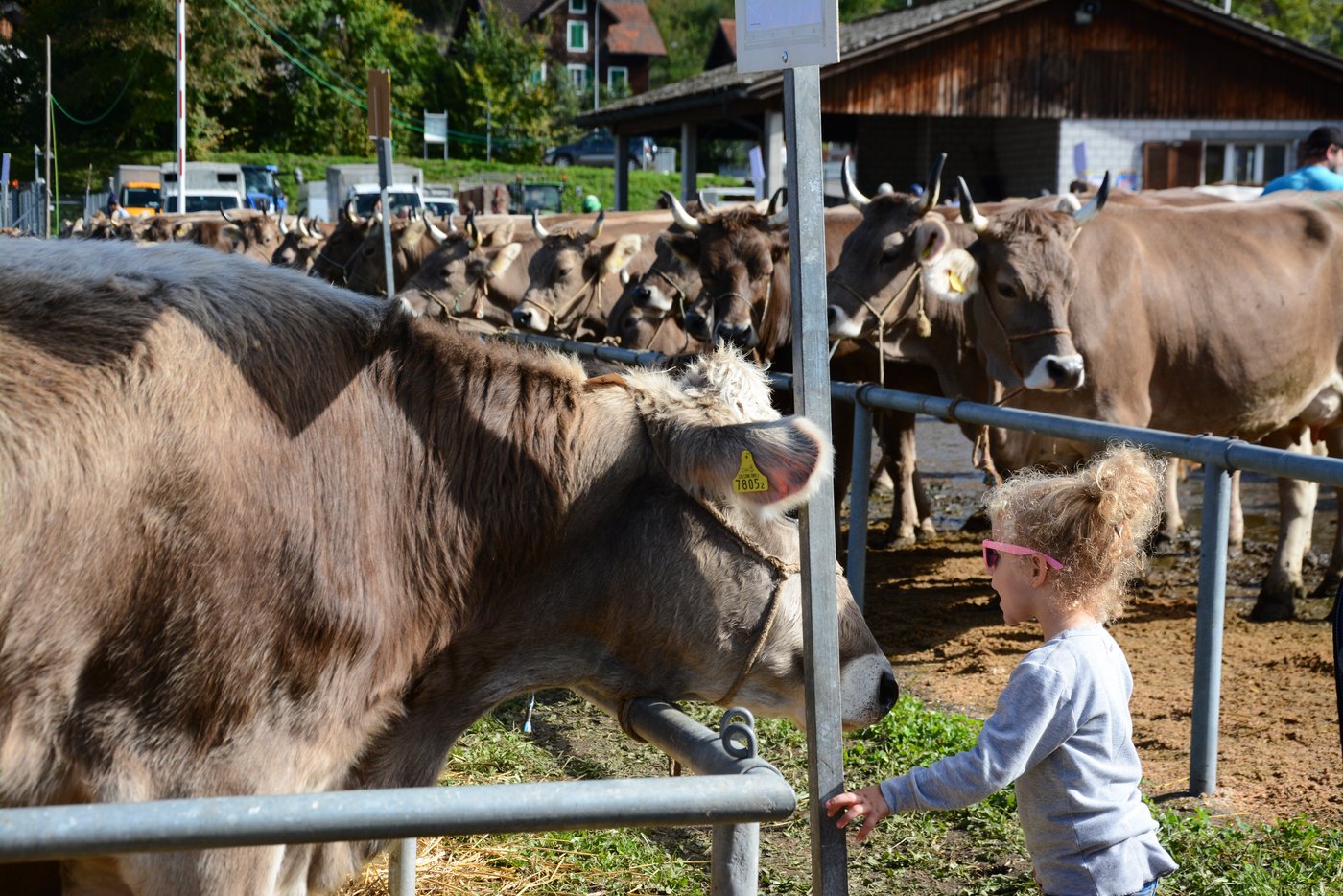 Die Tiere der Nidwaldner Grossviehschau begeisterten Gross und Klein. 