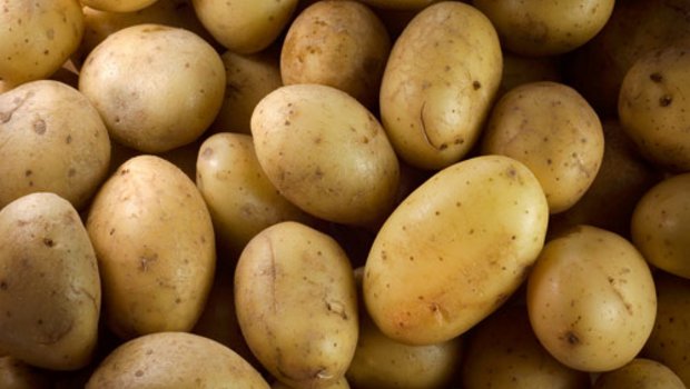 Die Ernte schalenloser Kartoffeln hat begonnen. (Bild: lid)