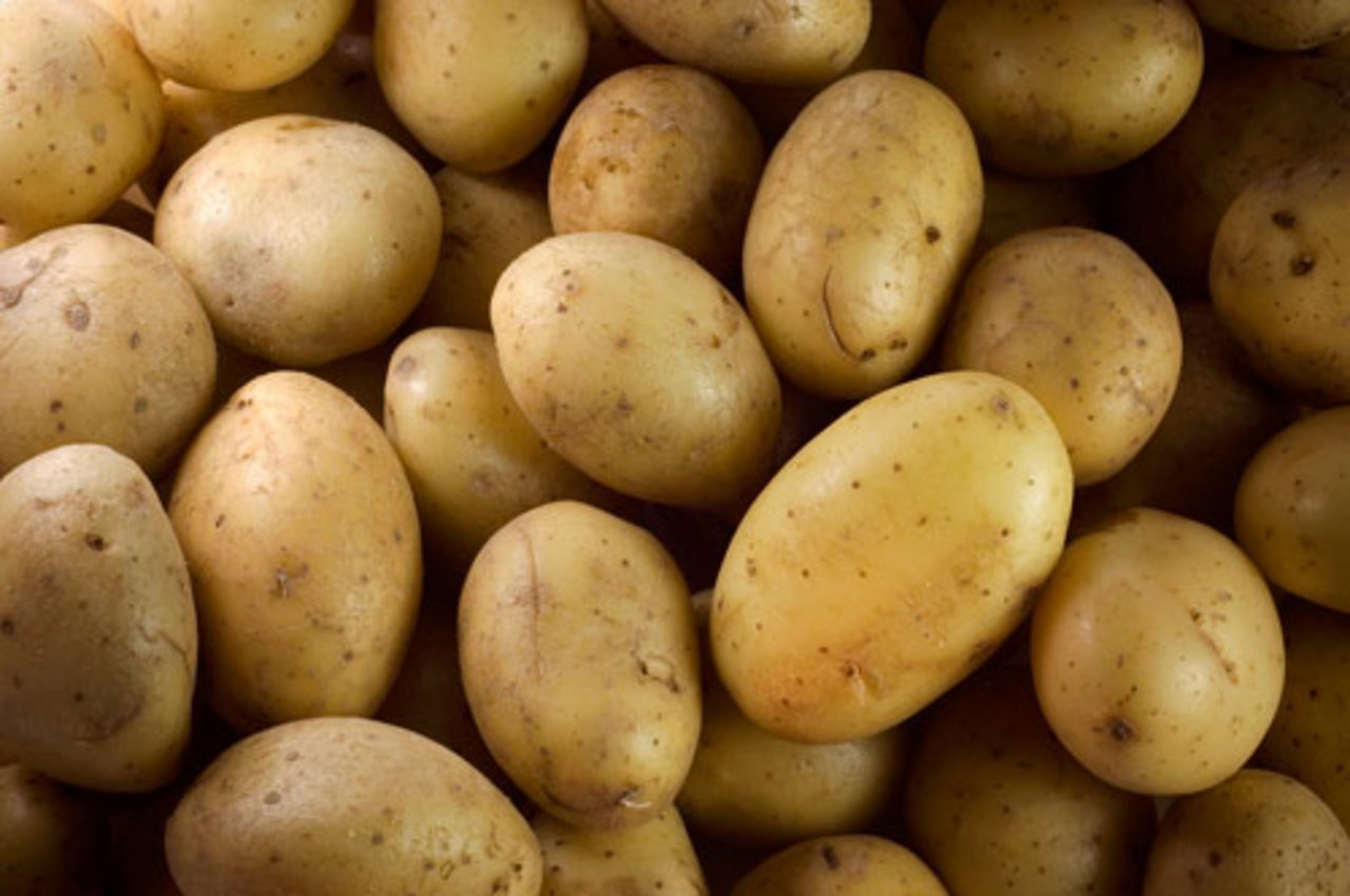 Die Ernte schalenloser Kartoffeln hat begonnen. (Bild: lid)