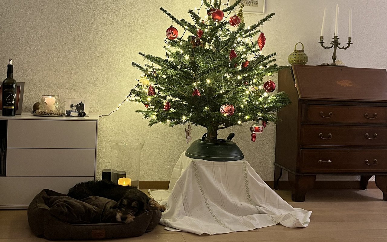 Erst jagte der Weihnachtsbaum einen kleinen Schrecken ein. Doch bald konnte sich Frieda darunter entspannen.