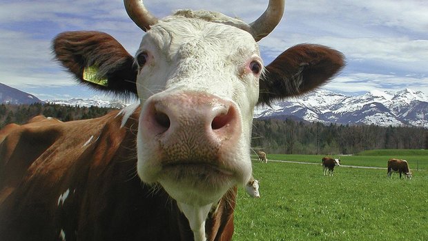 Kühe und Rinder sollen nicht trächtig geschlachtet werden. (Bild Proviande)