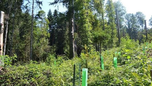 Generell will man zukunftsfähige Bäume eher fördern, als neu anpflanzen. An manchen Standorten ist das aber nicht möglich, wie hier, wo im Bireggwald LU Eichen gesät worden sind. (Bild jsc)