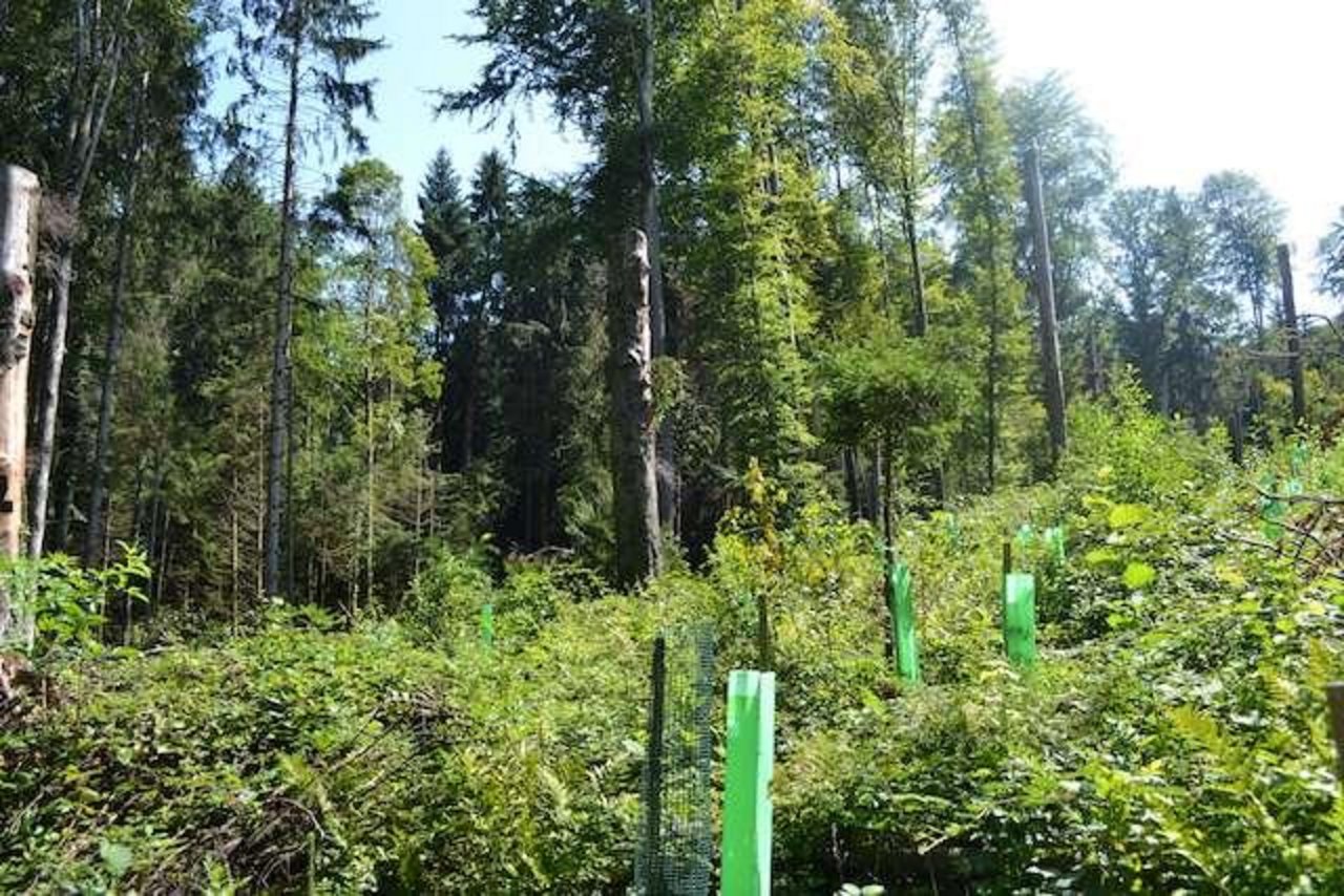 Generell will man zukunftsfähige Bäume eher fördern, als neu anpflanzen. An manchen Standorten ist das aber nicht möglich, wie hier, wo im Bireggwald LU Eichen gesät worden sind. (Bild jsc)