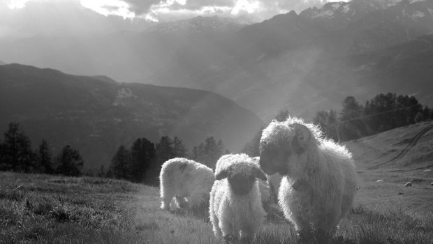 Auf der Alp Rüspeck beginnt ein junges Schwarznasenschaf seine Reise auf den Berg.