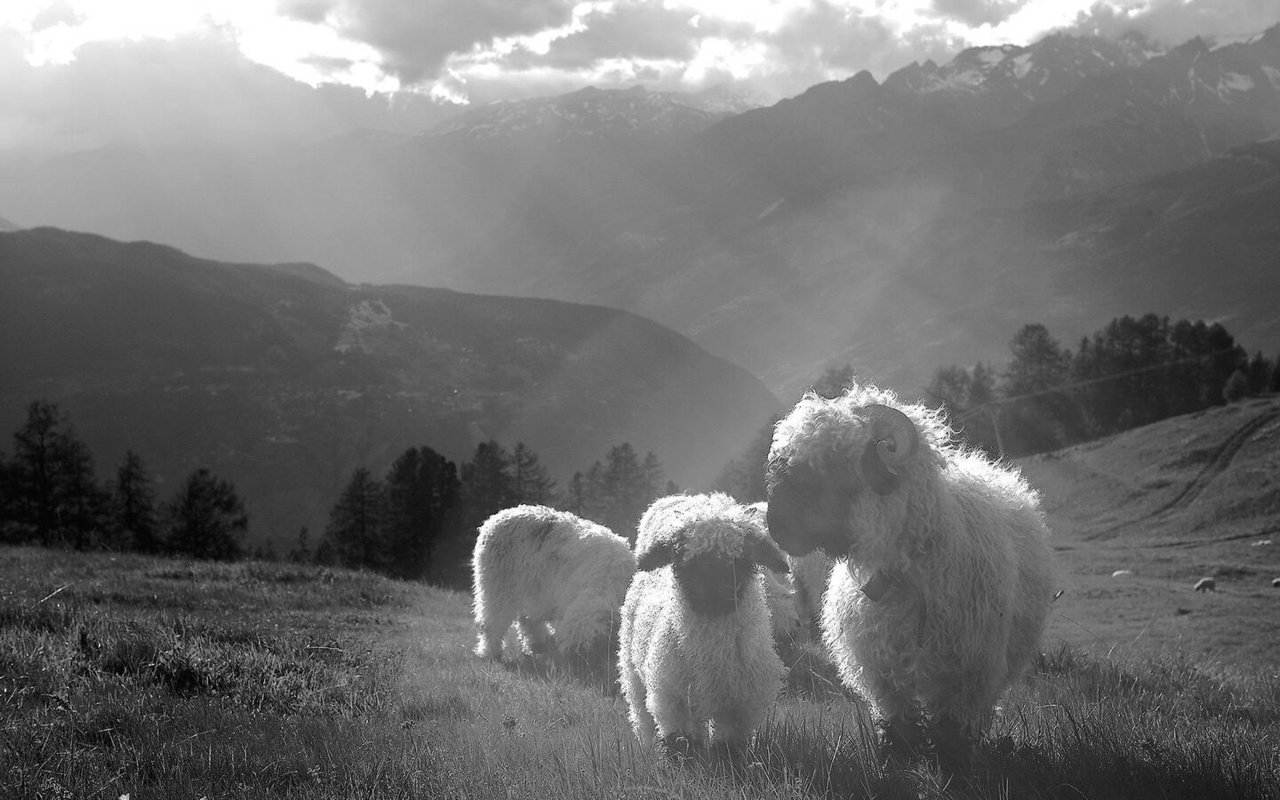 Auf der Alp Rüspeck beginnt ein junges Schwarznasenschaf seine Reise auf den Berg.