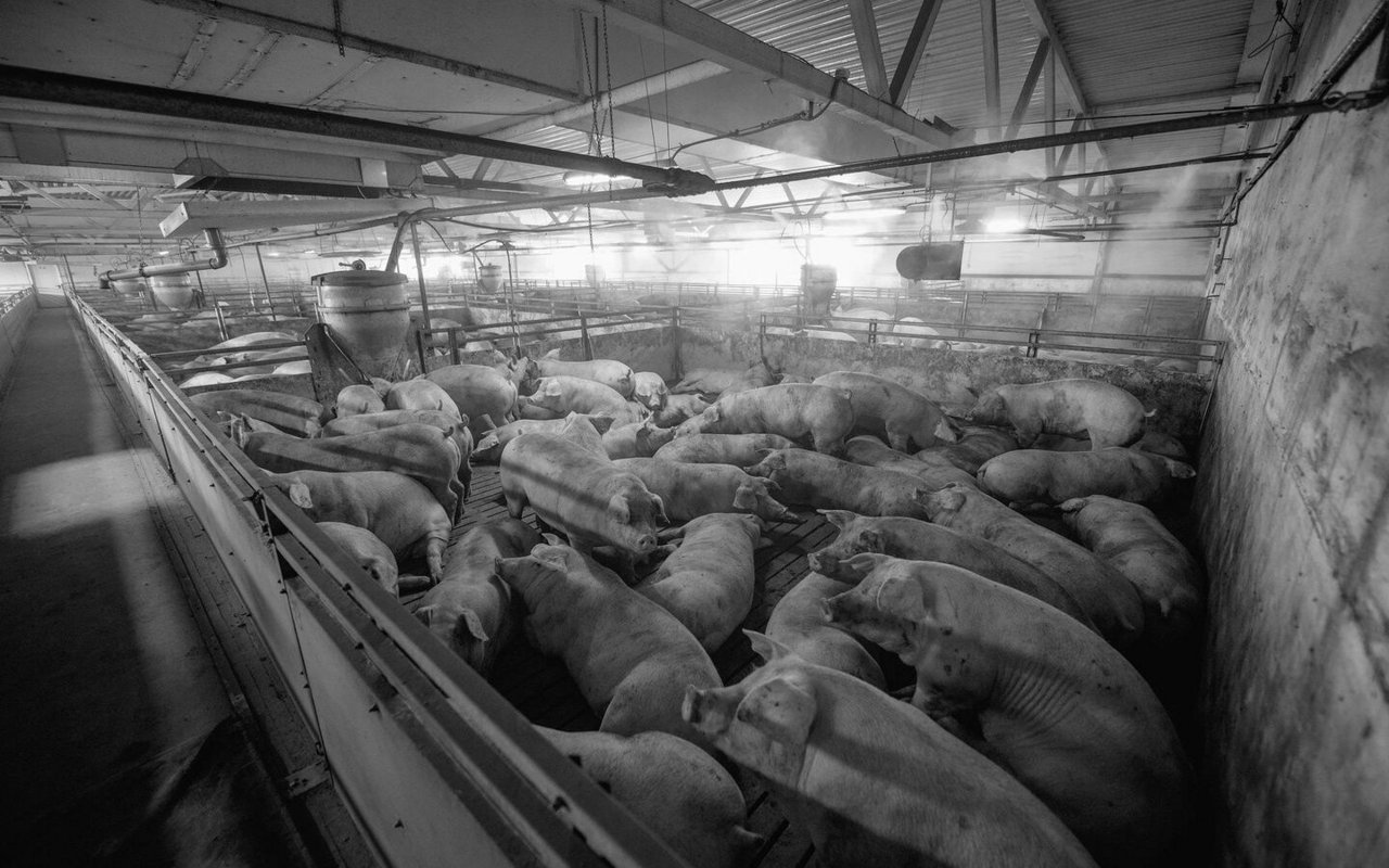Mastschweine stehen dicht gedrängt in einem dunklen Stall.