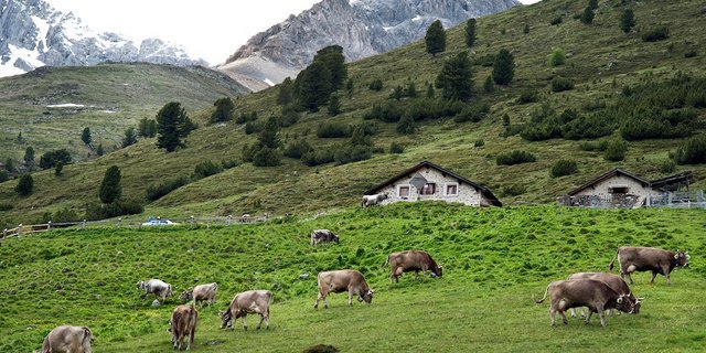 Wirtschaftlicher Erfolg für die Organisation (z. B. mit Investitionen in eine gemeinsame Käserei), finanzielle Vorteile für die Mitglieder (ausbezahlte Beträge oder Milchpreis) und Soziales wie Wohlbefinden oder Selbstbestimmung sind auf Gemeinschaftsalpen eng verknüpft. Sie schliessen einander aber nicht aus. (Bild Gabriela Brändle / Agroscope)