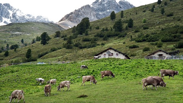 Wirtschaftlicher Erfolg für die Organisation (z. B. mit Investitionen in eine gemeinsame Käserei), finanzielle Vorteile für die Mitglieder (ausbezahlte Beträge oder Milchpreis) und Soziales wie Wohlbefinden oder Selbstbestimmung sind auf Gemeinschaftsalpen eng verknüpft. Sie schliessen einander aber nicht aus. (Bild Gabriela Brändle / Agroscope)