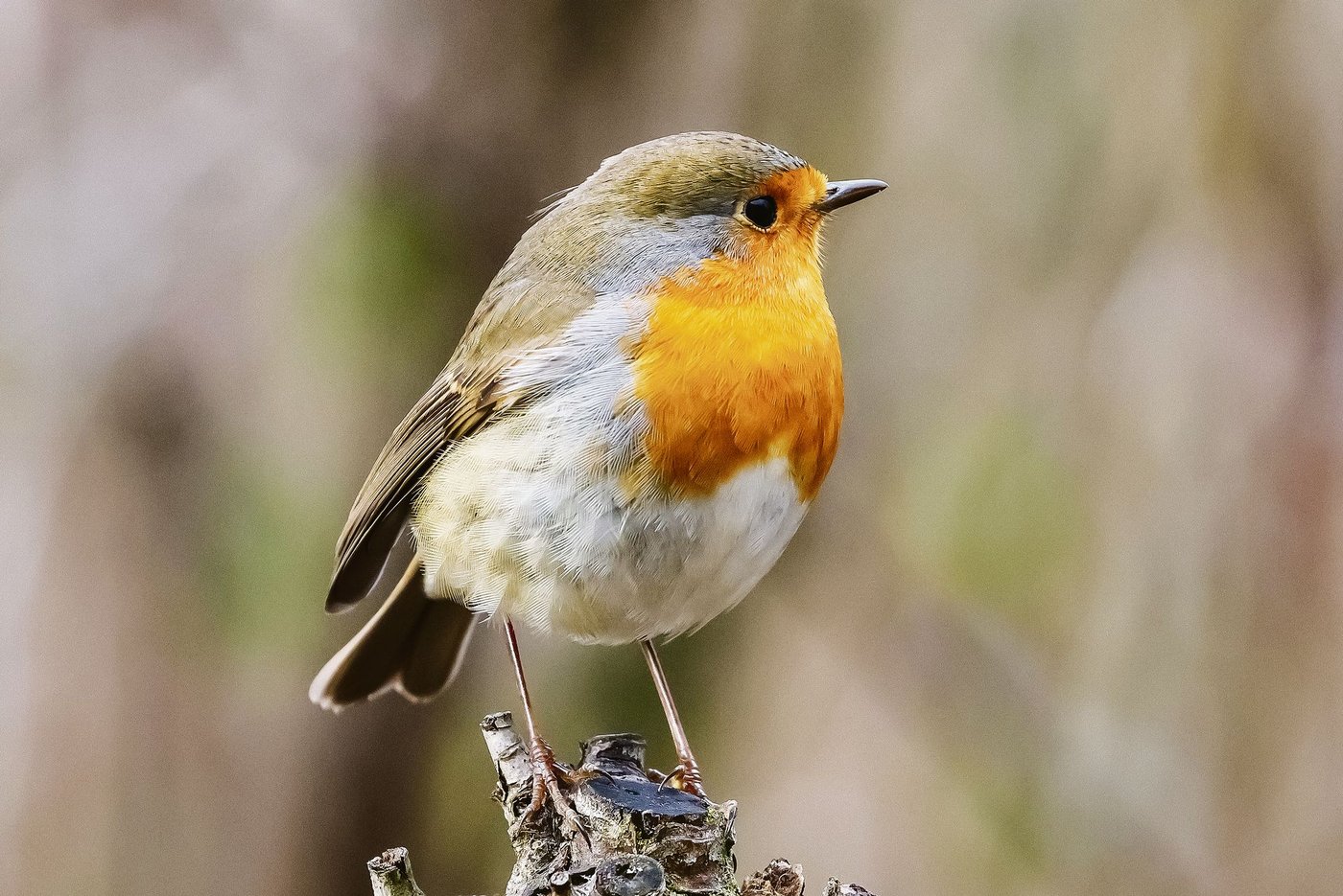 Unverkennbar: Rotkehlchen (Erithacus rubecula).